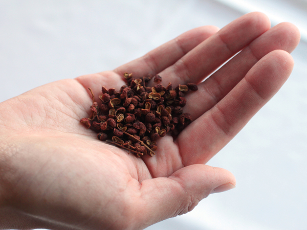 Szechaun Peppercorns